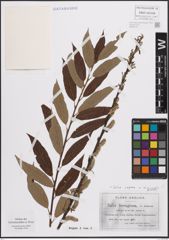 Foto von Salix caprea L. x Salix viminalis L.